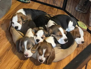 Bed full of Beagle babies